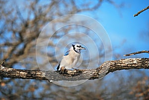 Blue Jay Winter Tree Branch