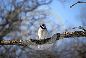 Blue Jay Winter Tree Branch