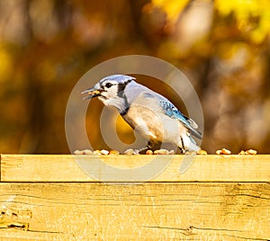 Blue jay on a wooden railing eating shelled peanuts.