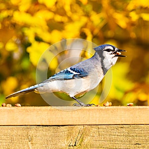 Blue jay on a wooden railing eating shelled peanuts.