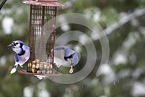 Blue Jays (Cyanocitta cristata) at Feeder