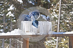 Blue Jays on Ice Lantern Feeders