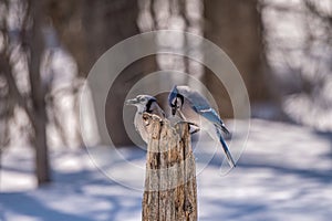 Blue Jays perched on a post in Spring