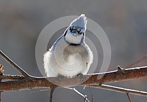 Blue jays during winter