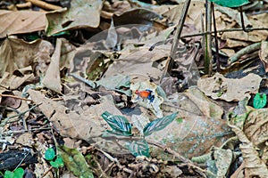 Blue jeans color morph of strawberry poison-dart frog Oophaga pumilio , Costa Ri