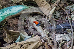 Blue jeans color morph of strawberry poison-dart frog Oophaga pumilio , Costa Ri