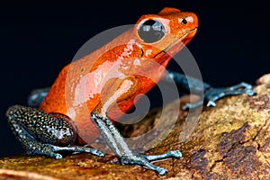 Blue jeans dart frog