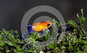 Blue jeans Dart Frog , Costa Ric