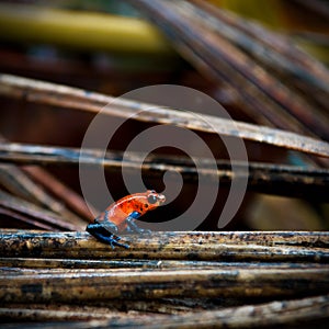 Blue Jeans Dart Frog, Costa Rica