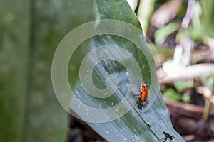 The blue jeans dart frog, Oophaga pumilio Costa Rica