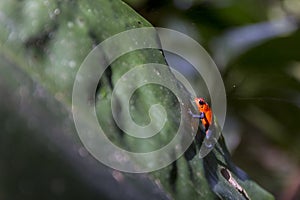 The blue jeans dart frog, Oophaga pumilio Costa Rica