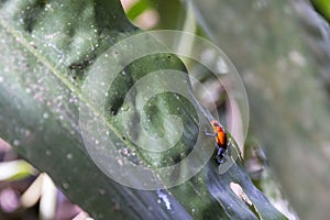 The blue jeans dart frog, Oophaga pumilio Costa Rica