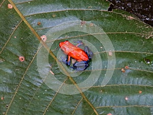 Blue jeans dart frog red Costa Rican frog