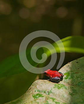 Blue jeans frog