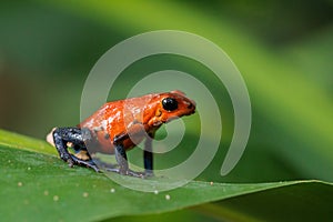 Blue-Jeans frog a.k.a strawberry frog perching on a green leaf in Costa Rica