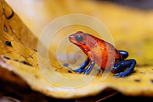 Blue-jeans Frog or Strawberry Poison-dart Frog