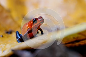 Blue-jeans Frog or Strawberry Poison-dart Frog