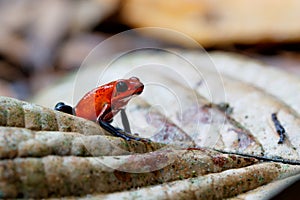 Blue-jeans Frog or Strawberry Poison-dart Frog