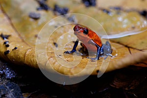 Blue-jeans Frog or Strawberry Poison-dart Frog
