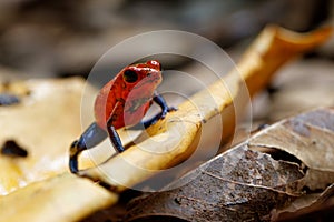 Blue-jeans Frog or Strawberry Poison-dart Frog