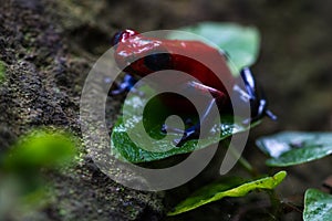 Blue jeans Frog or Strawberry Poison dart Frog - Dendrobates pumilio