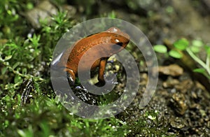 Blue Jeans Poison Dart Frog