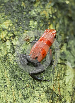 Blue Jeans Poison Dart Frog