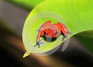 Blue jeans or strawberry dart frog,costa rica