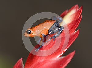 Blue jeans or strawberry poison dart frog