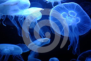 Blue Jelly Fish Cluster