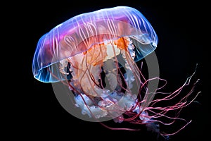 Blue jelly fish in the deep ocean, isolated