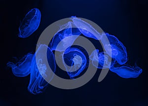 Blue jelly fish float in water