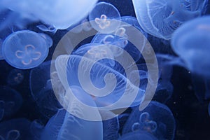Blue jelly fish in dark water
