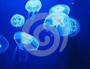 Blue jellyfish