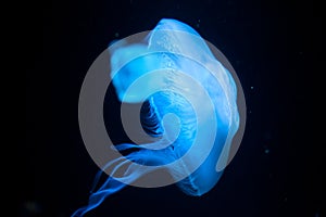 Blue jellyfish