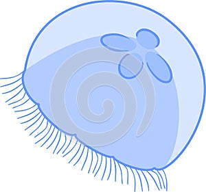 Blue jellyfish or Aurelia aurita on white background