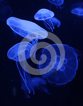 Blue jellyfish photo