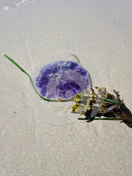 0280 Blue Jellyfish Cyanea lamarckii photo