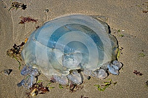 Blue Jellyfish - Cyanea Lamarckii photo