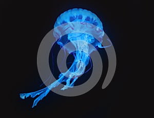 Blue Jellyfish in dark background, beautiful animal.