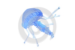 blue jellyfish isolated