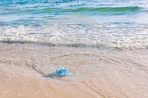Blue jellyfish on the sandy beach of the Mediterranean sea, Tunisia