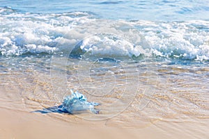 Blue jellyfish on the sandy beach of the Mediterranean sea, Tunisia