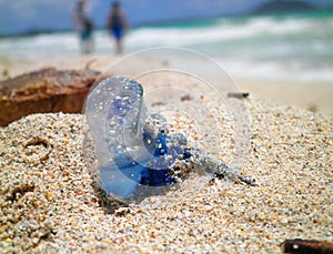 Blue Jellyfish on sunny beach background with people