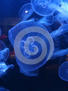 Blue Jellyfish photo