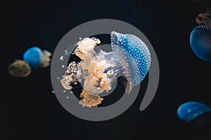 Blue jellyfish swimming in an aquarium tank environment