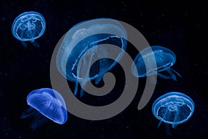 Blue Jellyfishes
