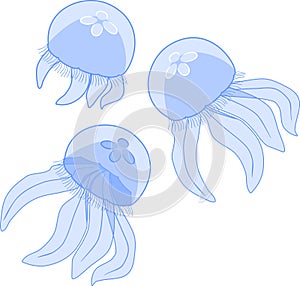Blue jellyfishes or Aurelia aurita on white background