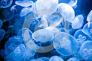 Blue jellyfishes background