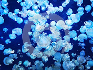 blue jellyfishes texture